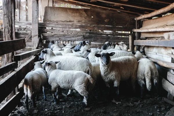 Egy Csapat Ijedt Bárány Bárány Egy Karámban Mielőtt Egyiküket Elkapják — Stock Fotó