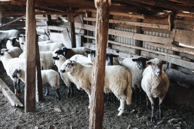 İçlerinden biri yakalanıp doğranmadan önce bir ağılda korkmuş koyun ve kuzu sürüsü. Yüksek kalite fotoğraf