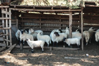 Koyun sürüsü ve kuzular ahşap bir ağılda, biri yakalanıp doğranmadan önce. Şili kırsal gelenekleri. Yüksek kalite fotoğraf