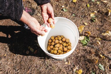 Senior farmer woman harvesting peaches from the tree in the garden. Small farmer concept. High quality photo