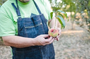 Middle age latin farmer man harvesting peaches from the tree in the garden. Small farmer concept. High quality photo
