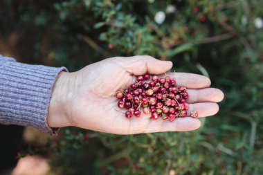 Murta 'nın Gücü: Vitaminler, mineraller ve antioksidanlarla dolu Vahşi Şili Berry toplamak. Yüksek kalite fotoğraf