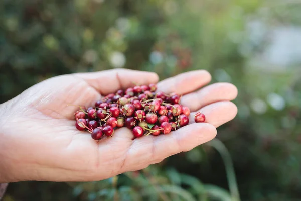 stock image The Power of Murta: Picking Wild Chilean Berry, Packed with Vitamins, Minerals, and Antioxidants. High quality photo