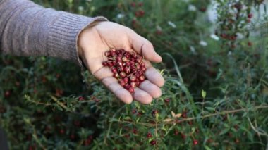 Murta 'nın Gücü: Vitaminler, mineraller ve antioksidanlarla dolu Vahşi Şili Berry toplamak. 4K video