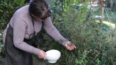 Tanımlanamayan akçaağaç kadın kaseye süper yiyecek Murtilla meyvesi topluyor. Ugni molinae. 4k video