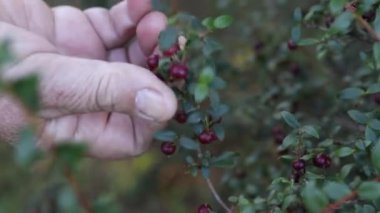 Murta 'nın Gücü: Vitaminler, mineraller ve antioksidanlarla dolu Vahşi Şili Berry toplamak. 4K video