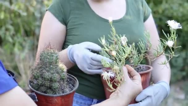在熟悉的花园里 一个难以辨认的母亲和女儿从事照料植物的治疗工作 高质量的4K镜头 — 图库视频影像