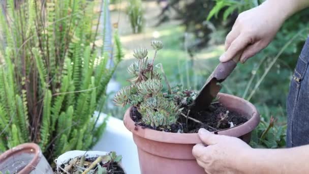 Expertis Gardening Soptippar Maximera Växttillväxt Och Hälsa Med Markluftningstekniker Högkvalitativ — Stockvideo