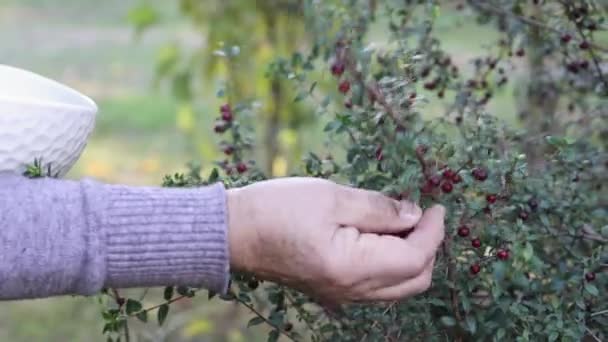 Escolher Murtilla Imagens Impressionantes Superberry Chilena Selvagem Conhecida Por Seu — Vídeo de Stock