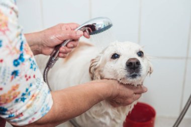 Tatlı bir köpek arkadaş için ferahlatıcı bir duş: tanınmayan kişi ve beyaz köpek. Yüksek kalite fotoğraf