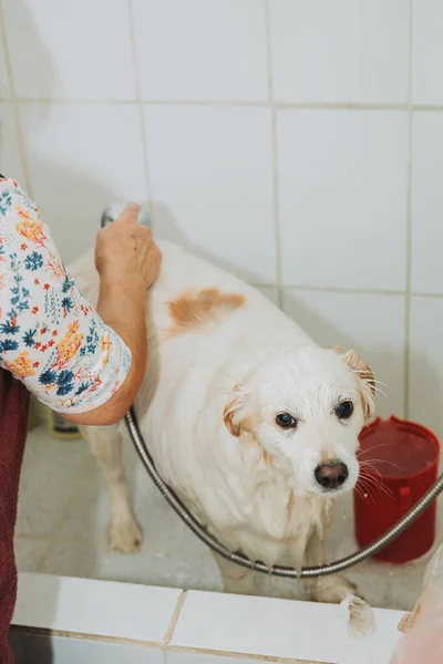 Heartwarming Moment Bathing Tender White Puppy Unrecognizable Person High Quality — Stock Photo, Image