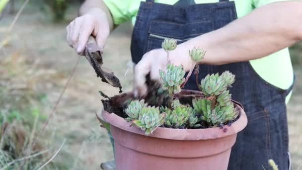 Expertis Gardening Soptippar Maximera Växttillväxt Och Hälsa Med Markluftningstekniker Högkvalitativ — Stockvideo