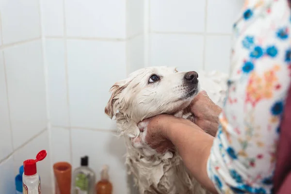 入浴時間を超えて結合 シャワーで認識できない人間とかわいい白い犬 高品質の写真 — ストック写真