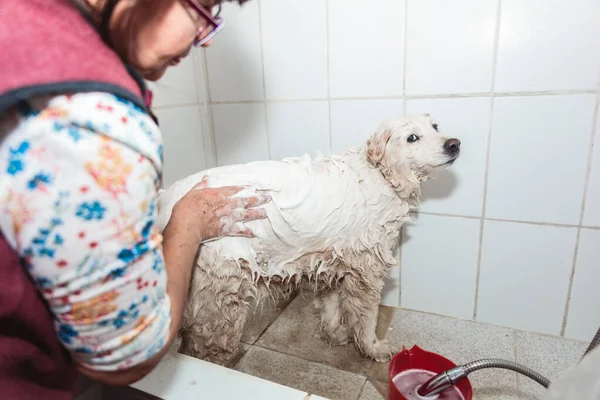シャワー時間が遊びになる 認識できない人と耐久性のない白い子犬 高品質の写真 — ストック写真