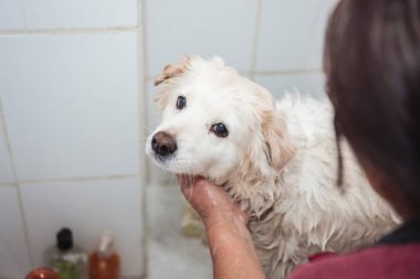 Lezzetli Beyaz Köpek Dost İçin Rahatlatıcı Bir Banyo Tanınmayan Kişi ve Şirin Köpek. Yüksek kalite fotoğraf