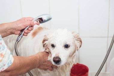 Tatlı bir köpek arkadaş için ferahlatıcı bir duş: tanınmayan kişi ve beyaz köpek. Yüksek kalite fotoğraf