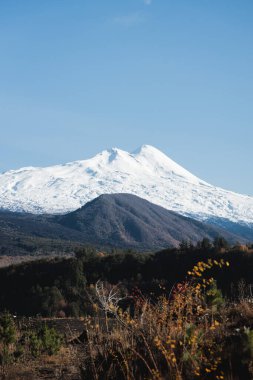 Conguillio Ulusal Parkı, Şili 'deki Llaima Volkanı' nın manzarası. Yüksek kalite fotoğraf