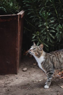 Siyah ve beyaz kedi sinsice kapalı bir bahçede geziniyor. Yüksek kalite fotoğraf