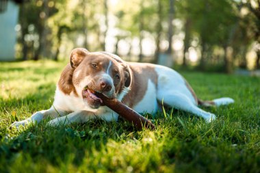 Şirin yavru köpek tahta bir sopayla oynuyor çimlere uzanıyor ve sahibini arıyor. Yüksek kalite fotoğraf