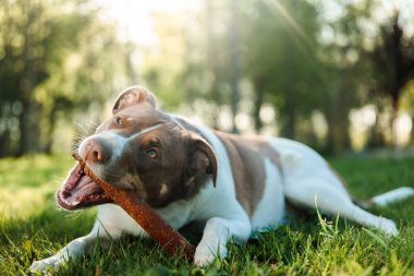 Şirin yavru köpek tahta bir sopayla oynuyor çimlere uzanıyor ve sahibini arıyor. Yüksek kalite fotoğraf