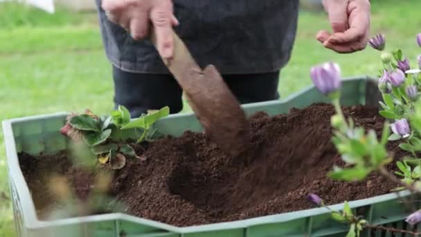 Irriconoscibile Latina Donna Giardinaggio Con Cura Preparazione Del Terreno Biologico — Video Stock