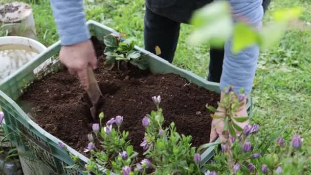 認知されていないラティナの女性ガーデニングケア 彼女の田舎の庭で種植えのための有機土壌の準備 高品質の4K映像 — ストック動画