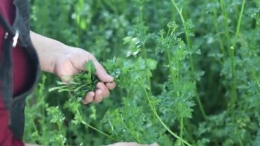 Bahçe Masası Bilgeliği: Besleyici Yemek Hazırlığı İçin Arka Bahçede Maydanoz Toplayan Latin Yaşlılar. Yüksek kalite 4k görüntü