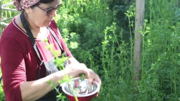 彼女の裏庭の庭のラティナのシニアは 健康的な食事やサラダを準備するためにパセリを収穫します 人は自分の食べ物を育てる 高品質の4K映像 — ストック動画