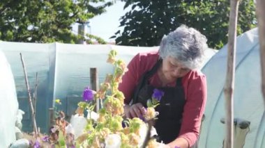 Yaşlı bir kadın evinin önünde bahçeyle uğraşıyor, çiçekleriyle ve bitkileriyle ilgileniyor. Yüksek kalite 4k görüntü