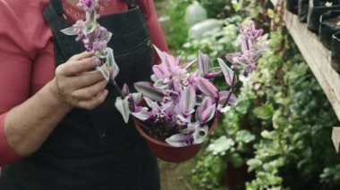 Köyünün bahçesinde sulu bitkiler yetiştiren yaşlı çiftçi Latin kadının yakınına. Yüksek kalite 4k görüntü