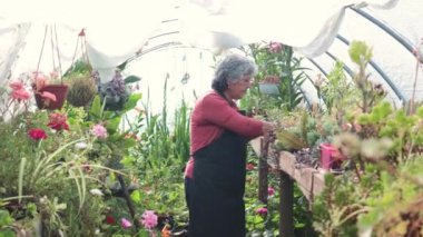 Gülümseyen yaşlı çiftçi Latin kadın bahçesinde sulu bitkiler yetiştiriyor. Yüksek kalite 4k görüntü