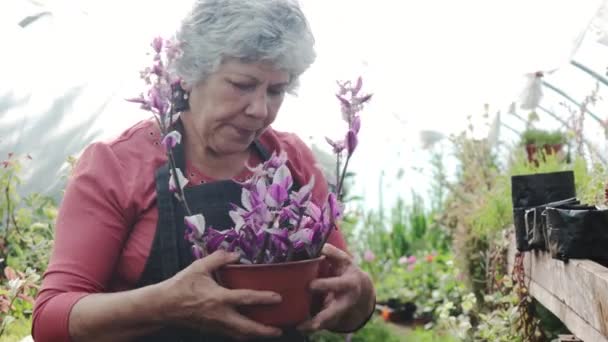 Köyünün Bahçesinde Sulu Bitkiler Yetiştiren Yaşlı Çiftçi Latin Kadının Yakınına — Stok video