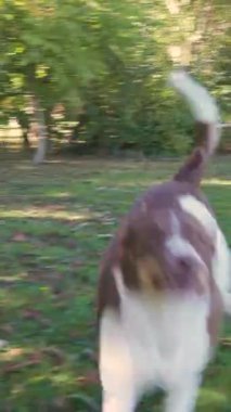 Yavru bir köpeğin kırsalda koşup keşfe çıktığı samimi bir an. El kamerasıyla çekilmiş bir video. Yüksek kalite 4k görüntü