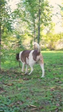Yavru bir köpeğin kırsalda koşup keşfe çıktığı samimi bir an. El kamerasıyla çekilmiş bir video. Yüksek kalite 4k görüntü