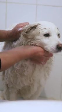 Tanınmayan kişi, Beyaz Yaşlı Köpeğini Nazikçe Sevgi ve dikkatle Banyo Yapıyor. Yüksek kalite 4k görüntü