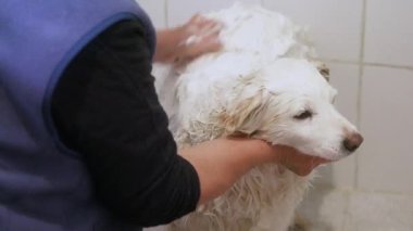 Beyaz yaşlı köpek tanınmayan sahibi tarafından banyo yaptırılıyor. Yüksek kalite 4k görüntü