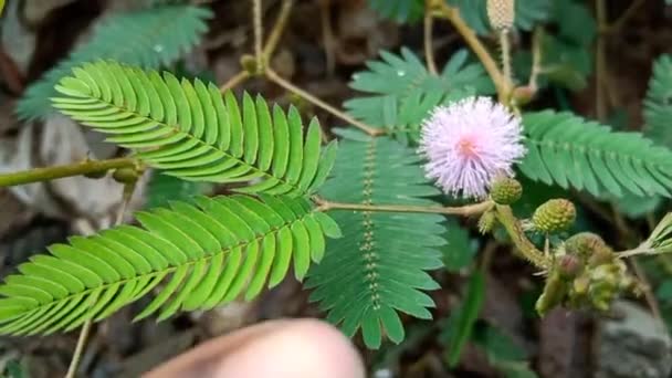 Цветок Пудика Маратхи Называется Ладжалу Хинди Чуй Муи Стеснительного Растения — стоковое видео