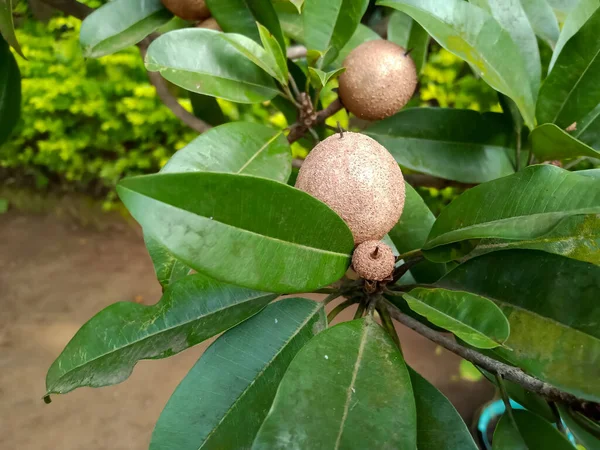 Árbol Frutas Chiku Agricultura —  Fotos de Stock