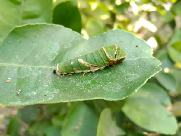 Papilio Polytes Caterpillar Spiser Citron Plante Grønne Blade Indisk Landbrug - Stock-foto