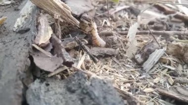 Hint yaban hayatı. Karıncalar larvaları çekiyor. 