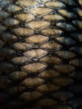 Tekstil veya arkaplan kullanımı için balık derisi dokusu 