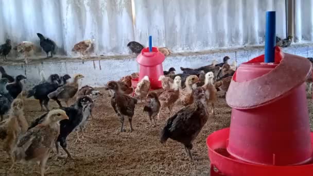 Csirketenyésztés Természetes Módon Történt — Stock videók