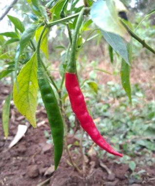 Biber ağacında kırmızı ve yeşil biber var.