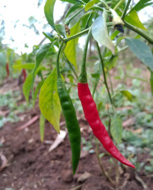 Biber ağacında kırmızı ve yeşil biber var.