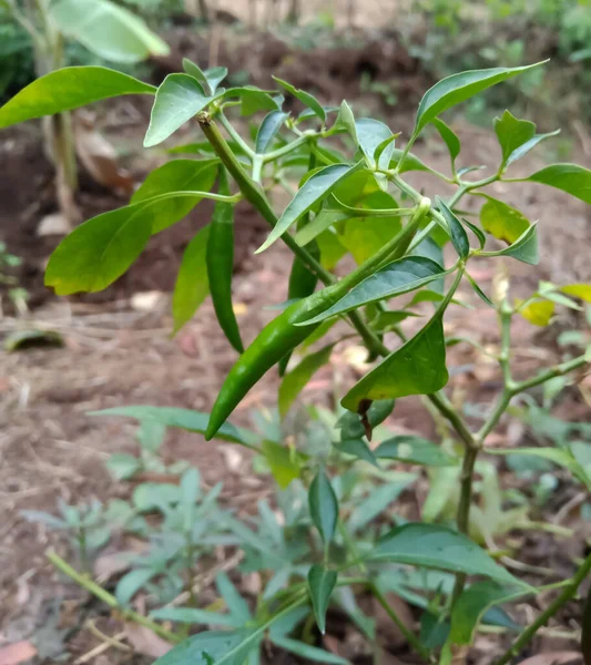 Green chillies on plant in agriculture farm