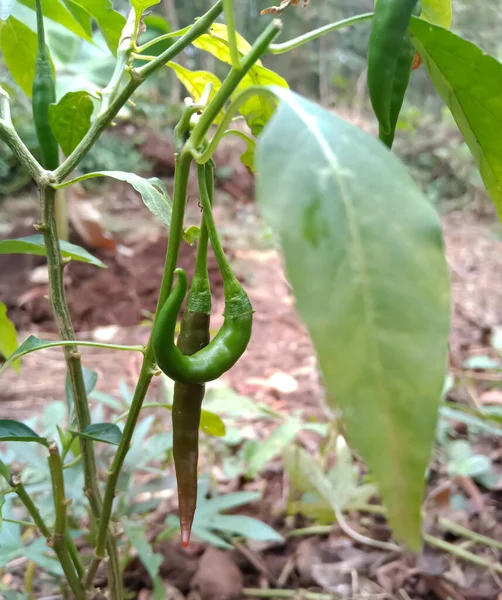 Green chillies on plant in agriculture farm