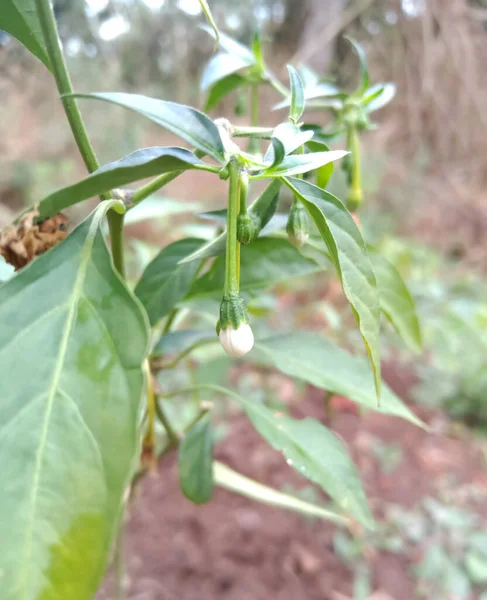 Flowers on green chillies plant in agriculture farm