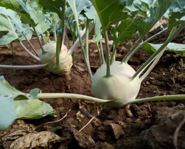 Kohlrabi growing up in agriculture farm