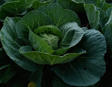 Hint tropik tarımında lahana yetişiyor. 