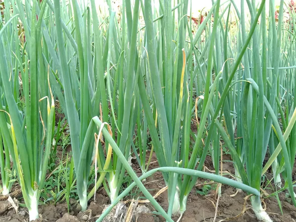 Onion growing in Indian tropical agriculture farming